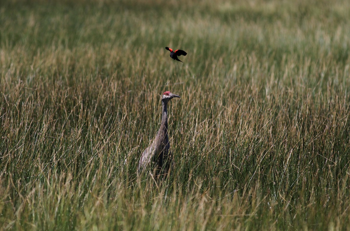 Sandhill Crane - ML22622041