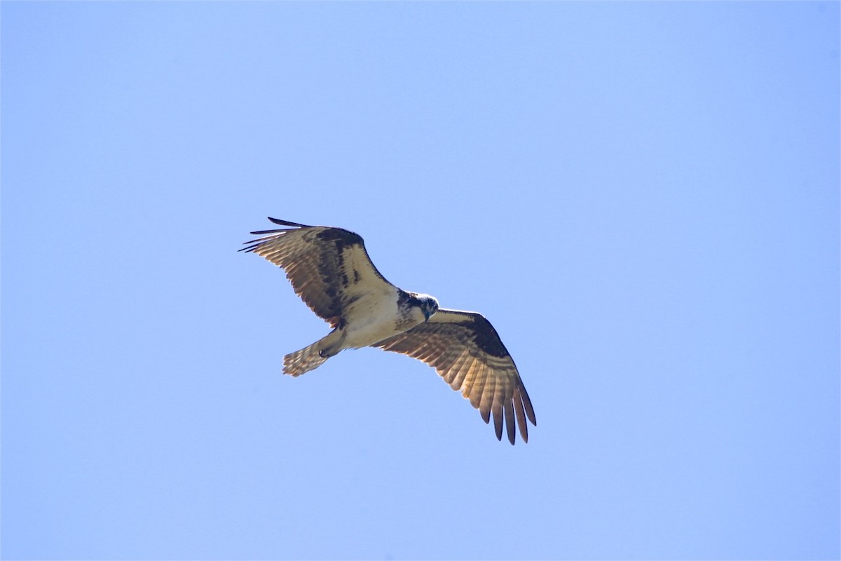 Osprey - Vickie Baily