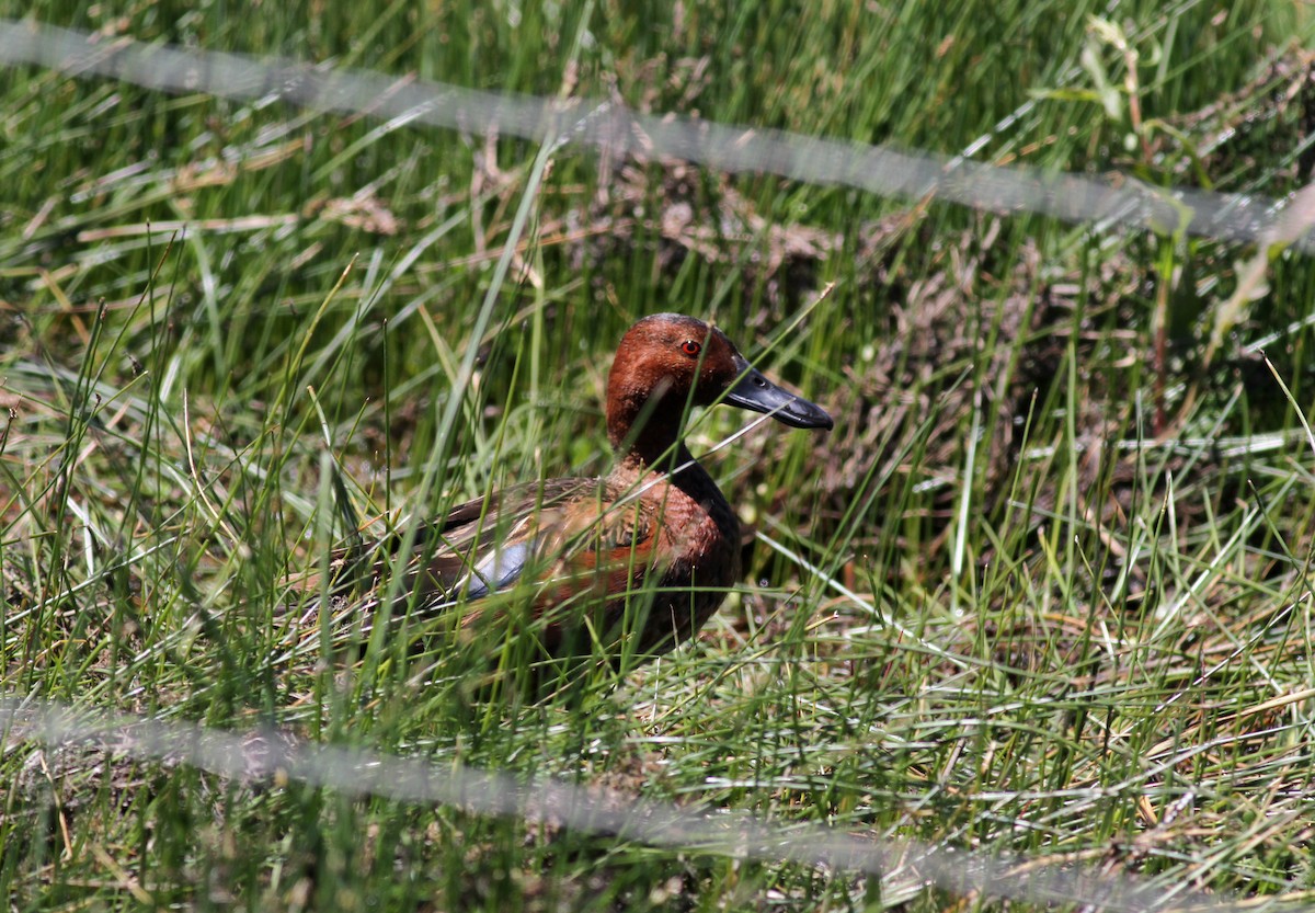 Cinnamon Teal - ML22622071