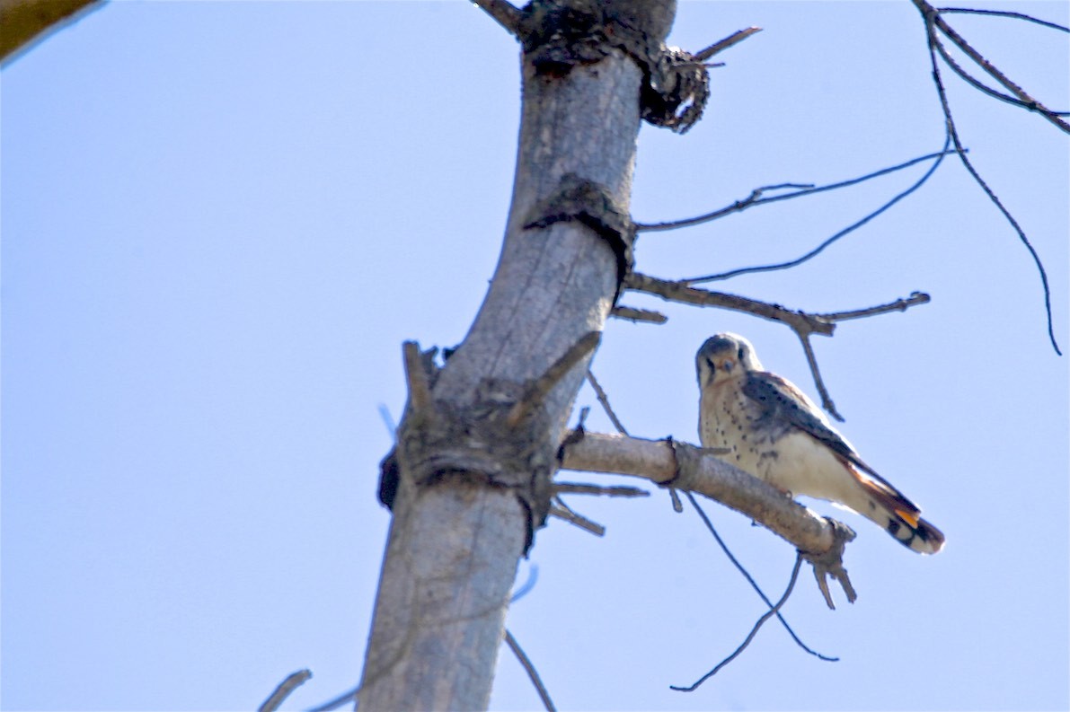 American Kestrel - ML226220801