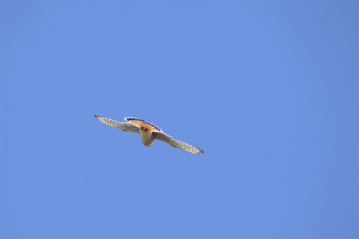 American Kestrel - ML226220831