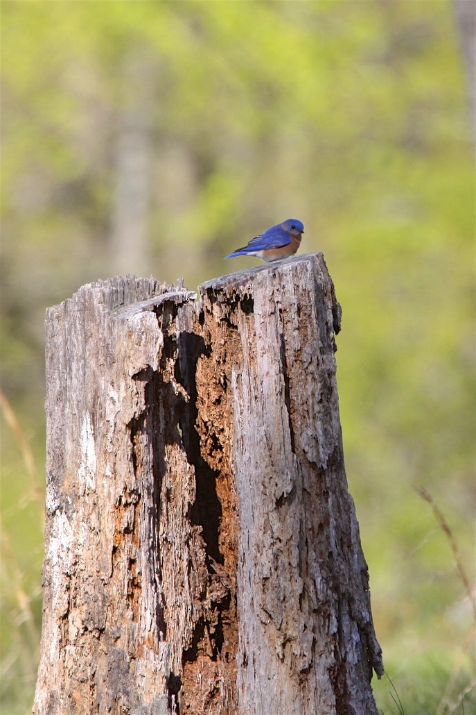 Eastern Bluebird - ML226221041