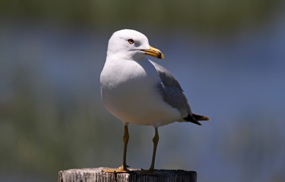 Ring-billed Gull - ML22622121