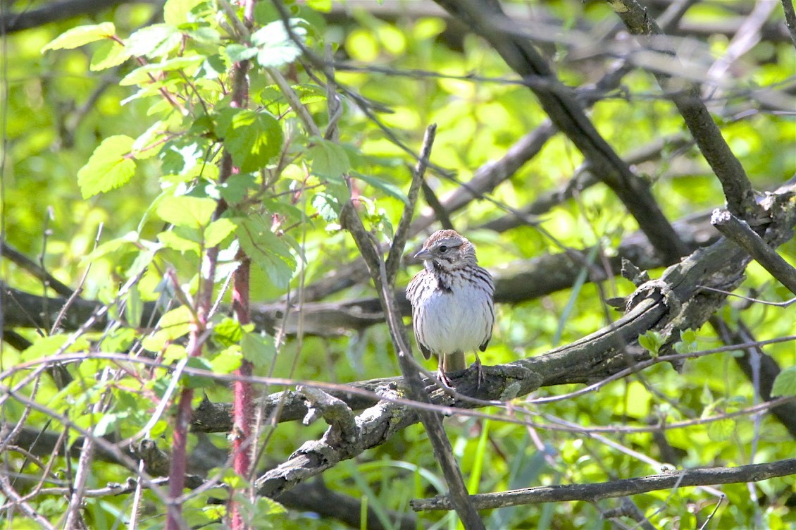 Song Sparrow - ML226221311