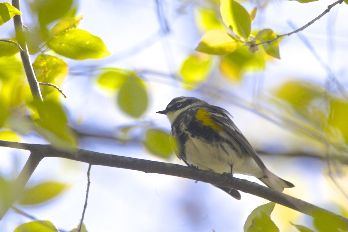 Yellow-rumped Warbler - Vickie Baily