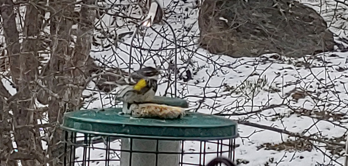 Yellow-rumped Warbler - ML226222981