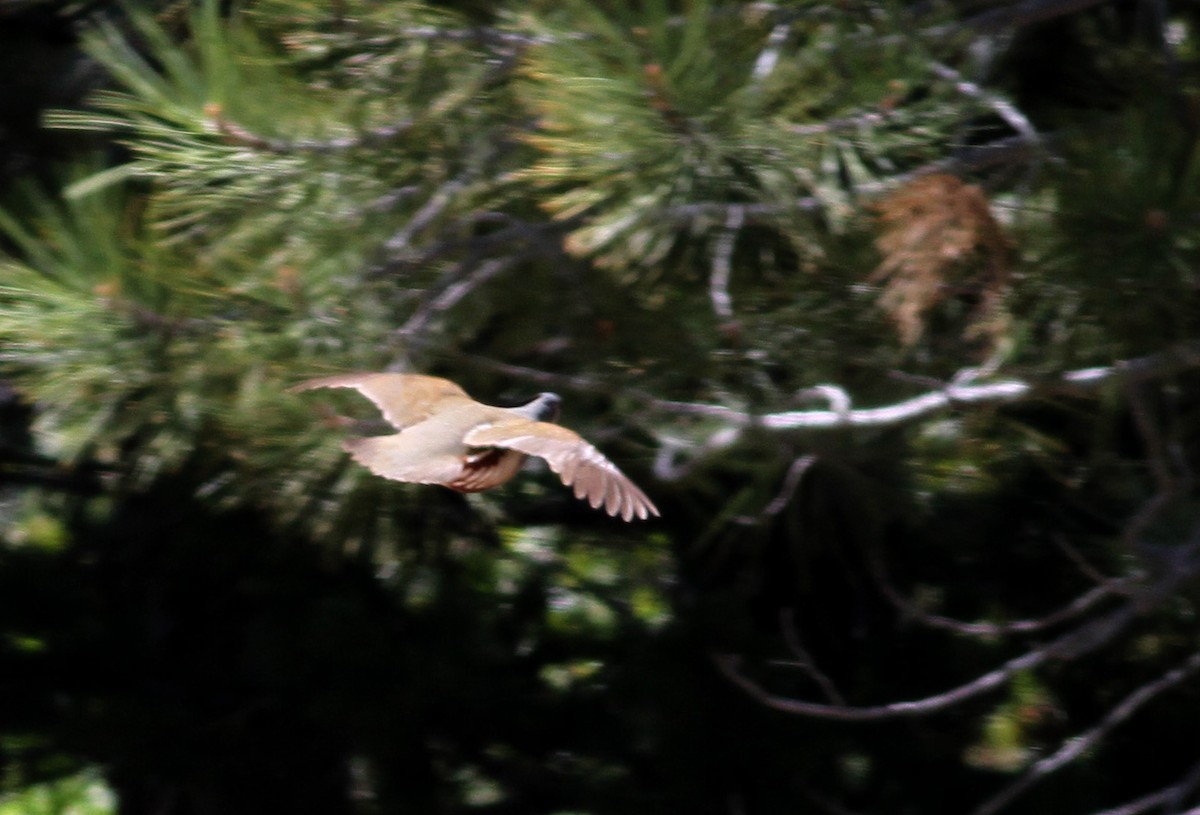 Mountain Quail - ML22622331