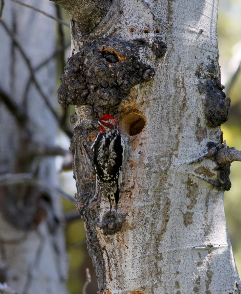 Red-naped x Red-breasted Sapsucker (hybrid) - ML22622381