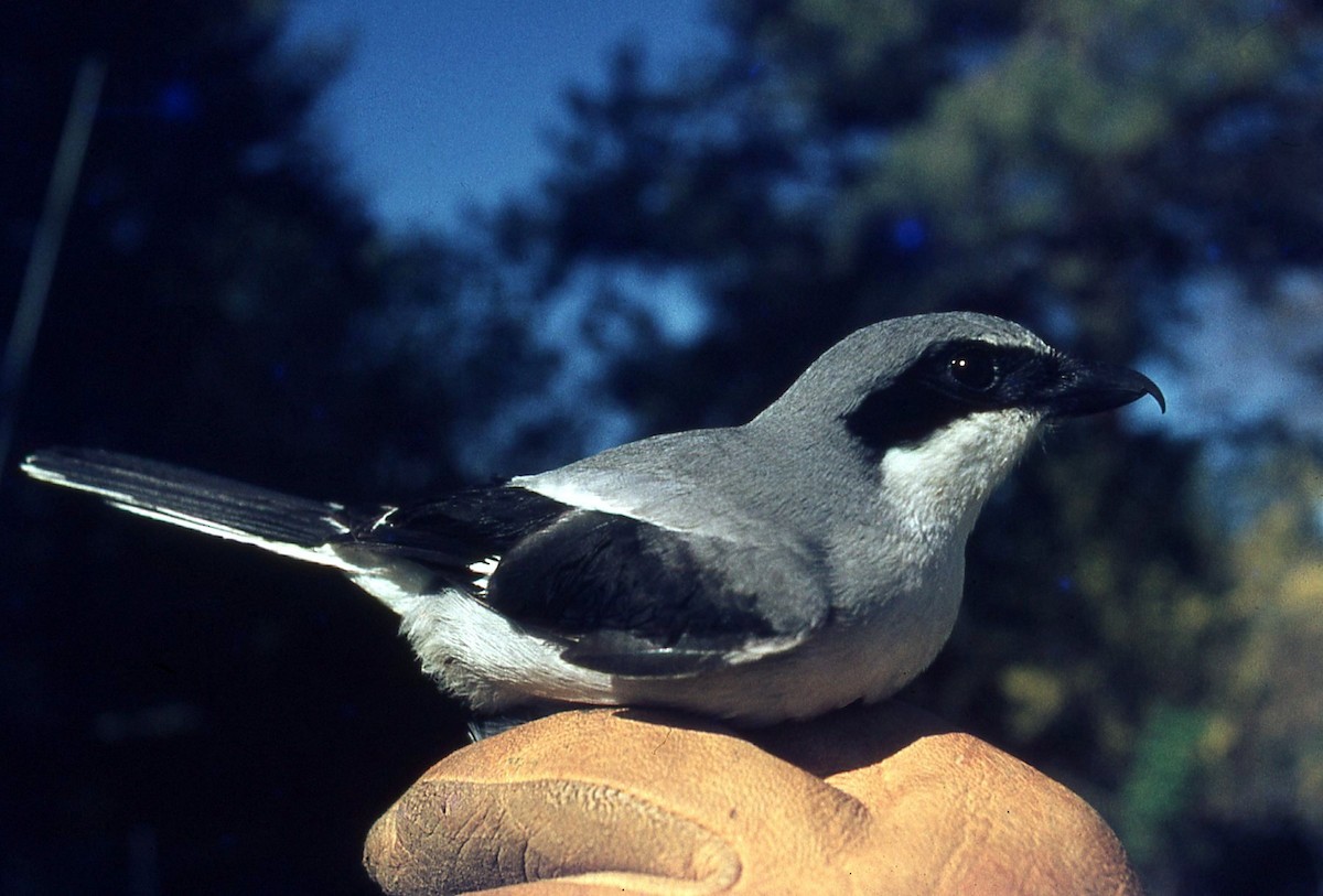 Loggerhead Shrike - ML226223911