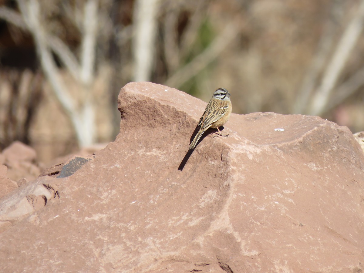 Rock Bunting - Beniamino Tuliozi