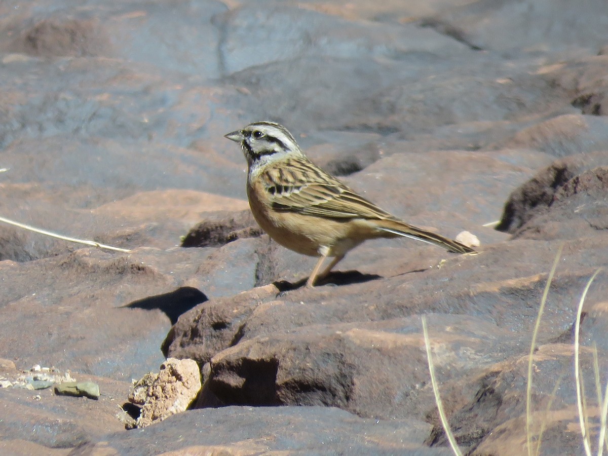 Rock Bunting - Beniamino Tuliozi