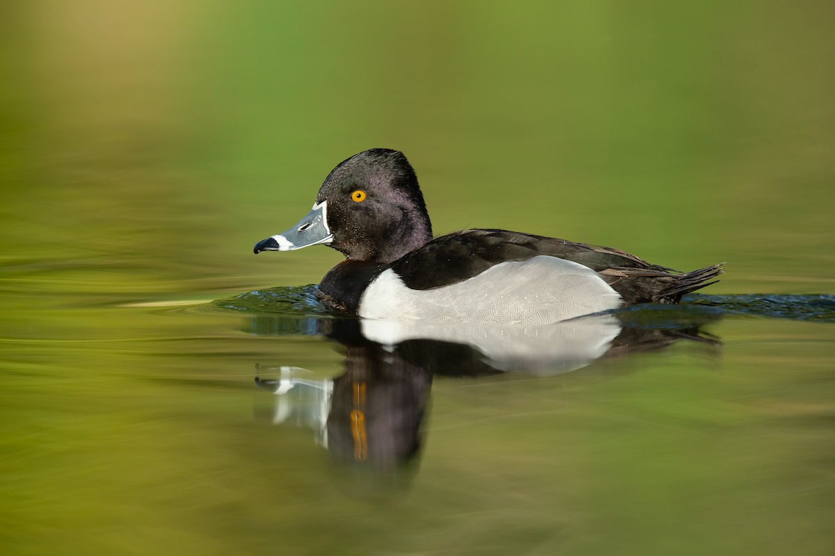 Ring-necked Duck - ML226224471