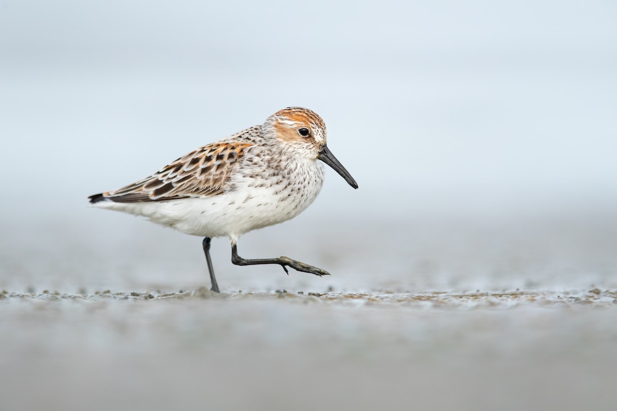 Western Sandpiper - Dorian Anderson