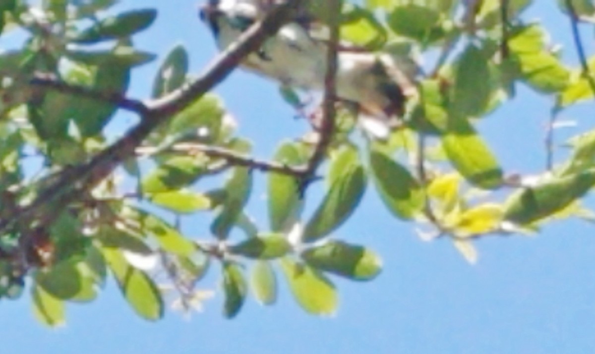 Blackpoll Warbler - ML226226281