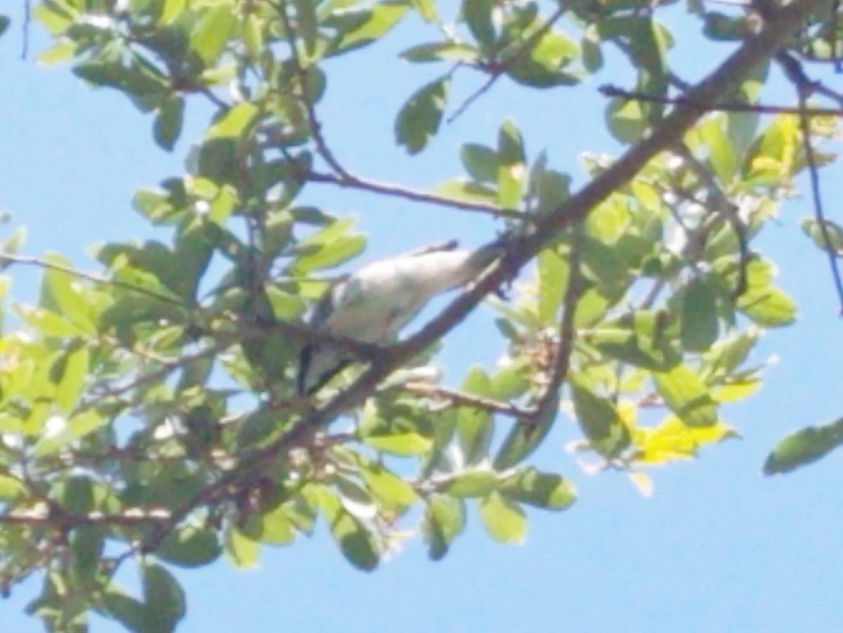 Blackpoll Warbler - ML226226291