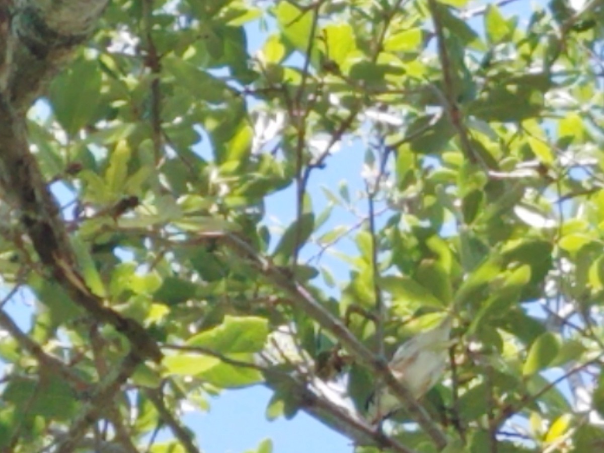 Blackpoll Warbler - ML226226301