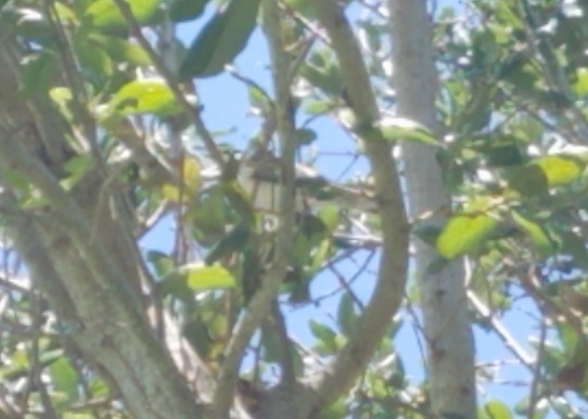 Blackpoll Warbler - ML226226441