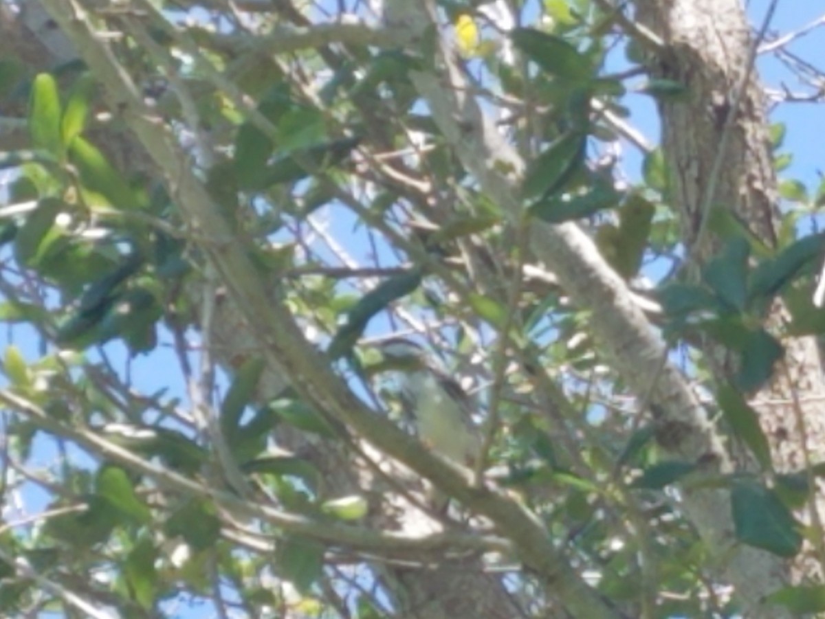 Blackpoll Warbler - ML226226451