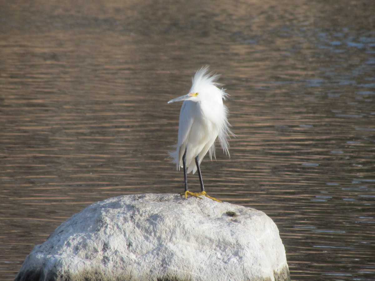 Snowy Egret - ML226228051