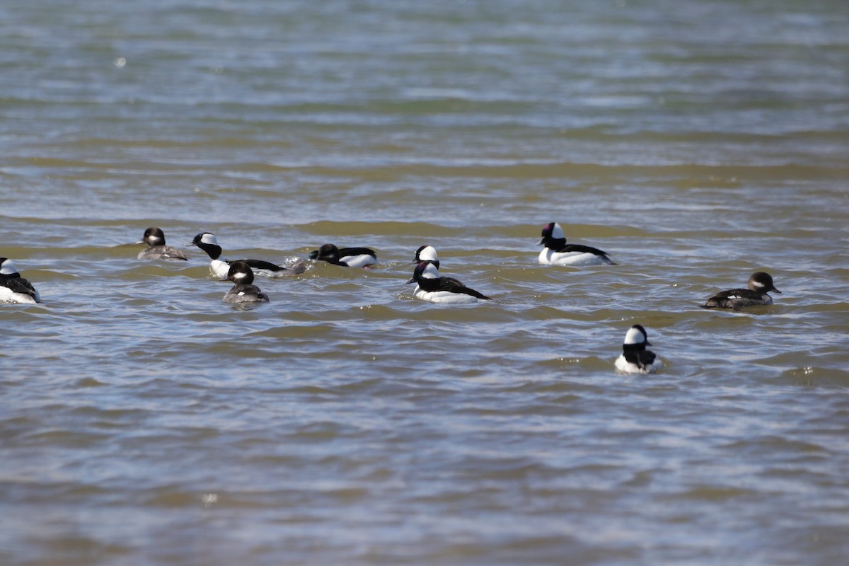 Bufflehead - Jay Hartford