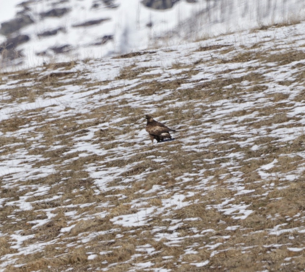 Golden Eagle - ML226231971