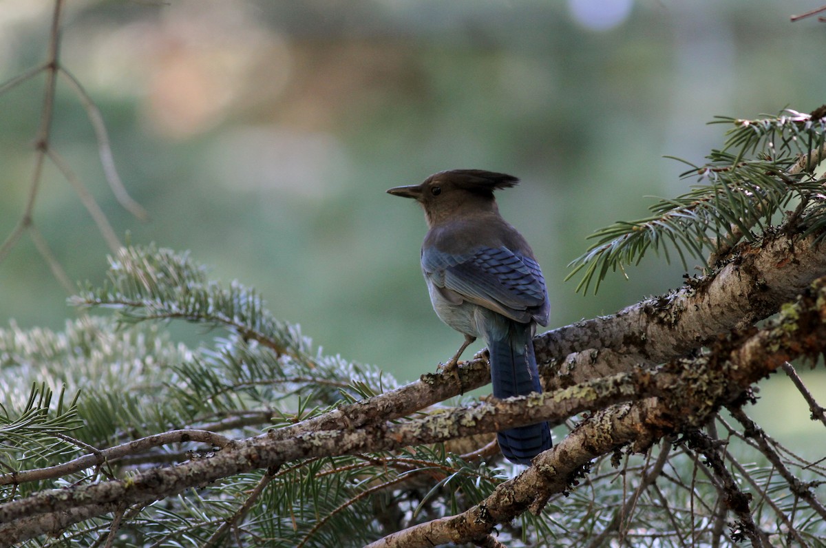 Steller's Jay - ML22623321