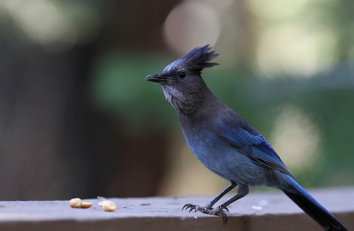 Steller's Jay - Jay McGowan