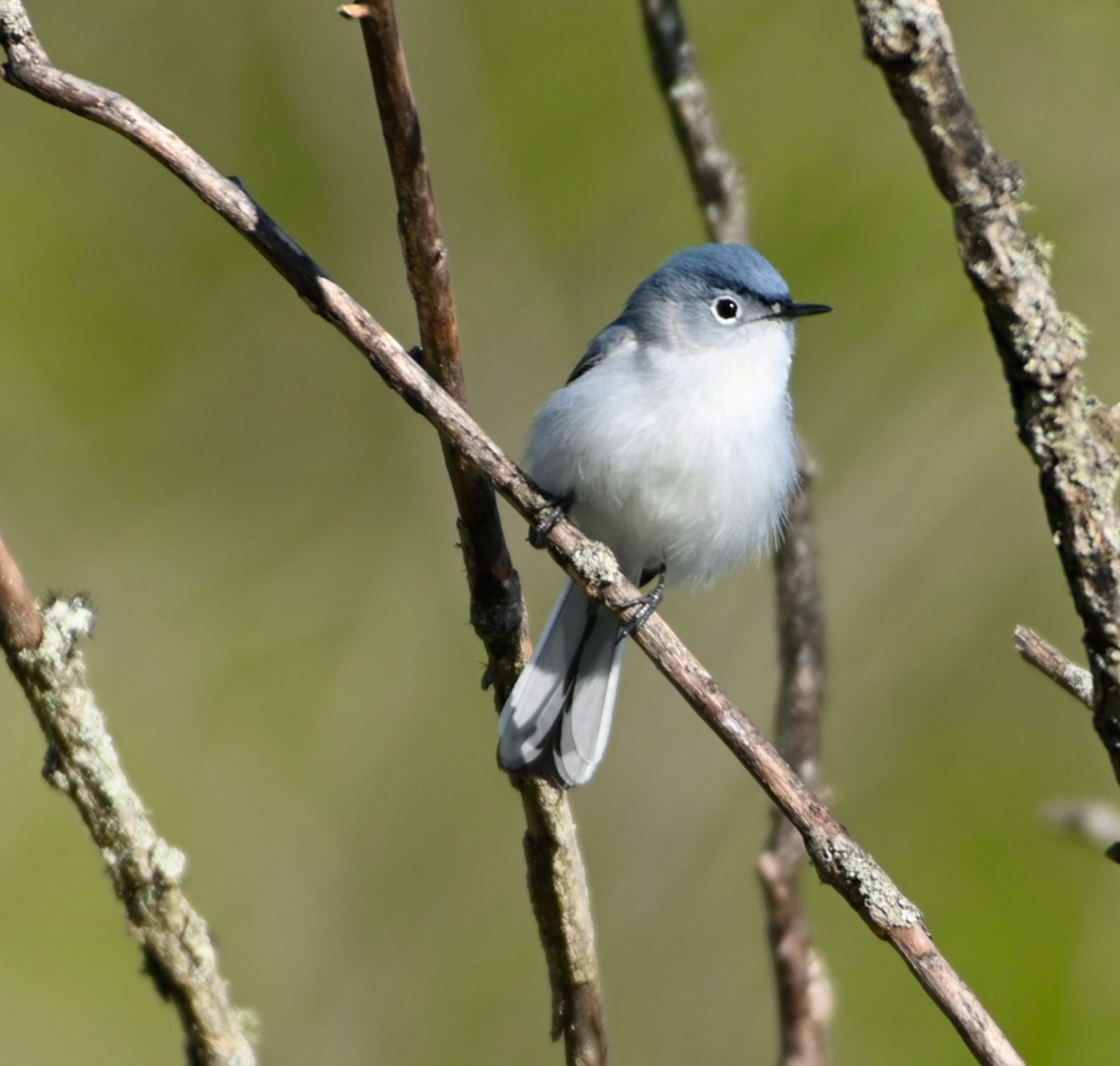 Blue-gray Gnatcatcher - ML226234471