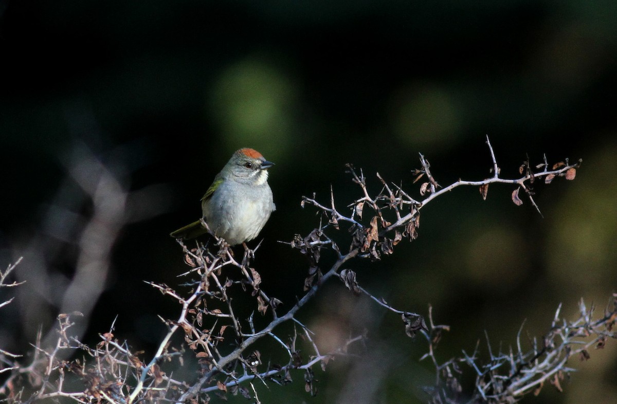 Green-tailed Towhee - ML22623461