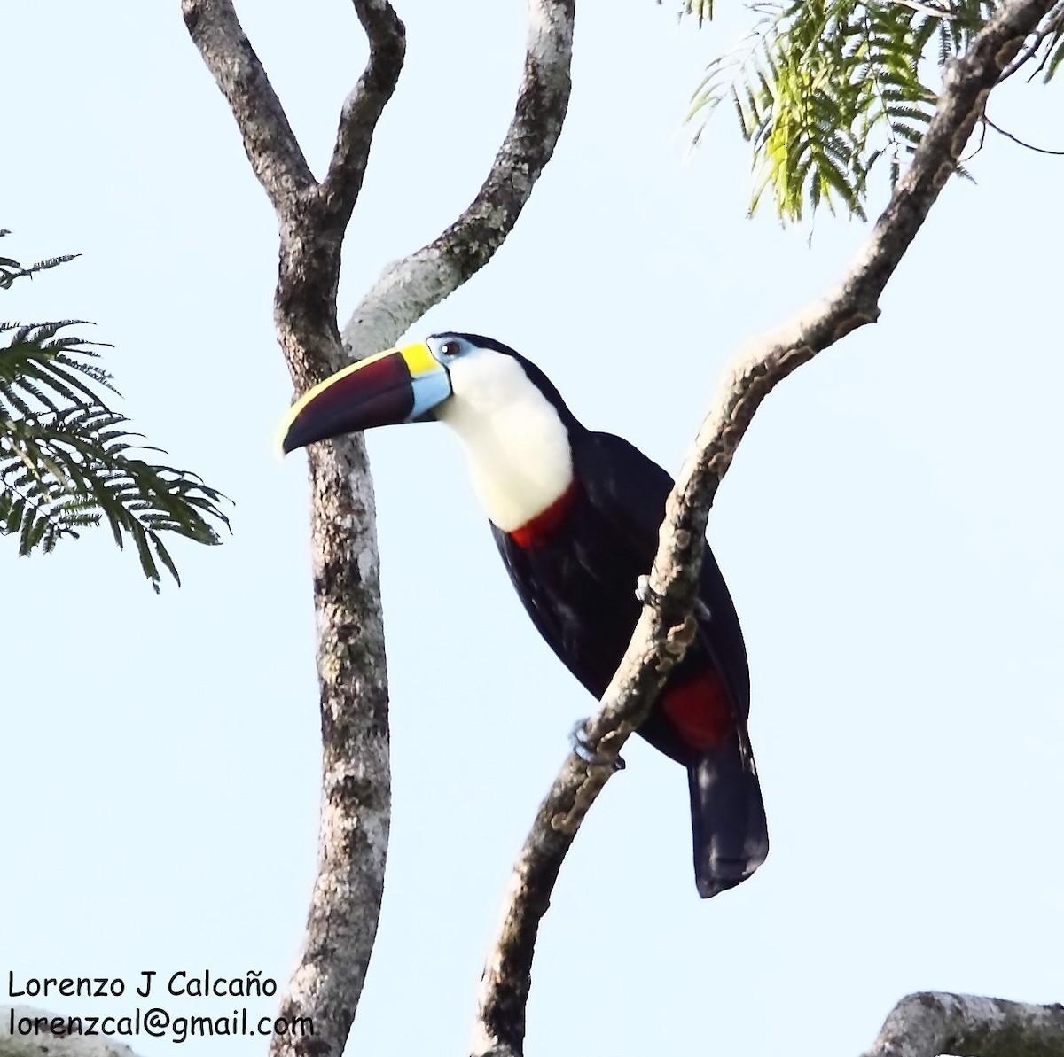 White-throated Toucan - ML226234731