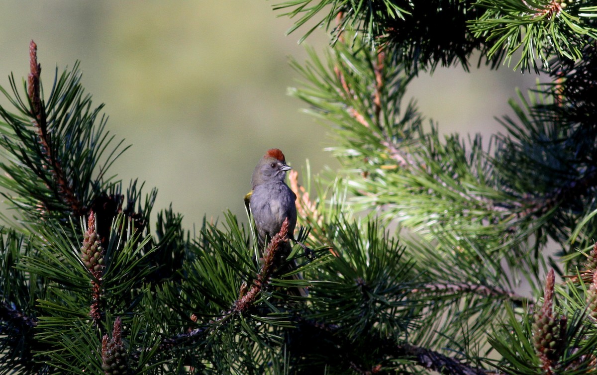 Green-tailed Towhee - ML22623491