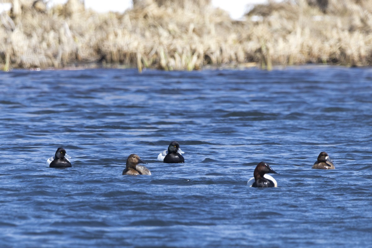 Canvasback - Jay Hartford