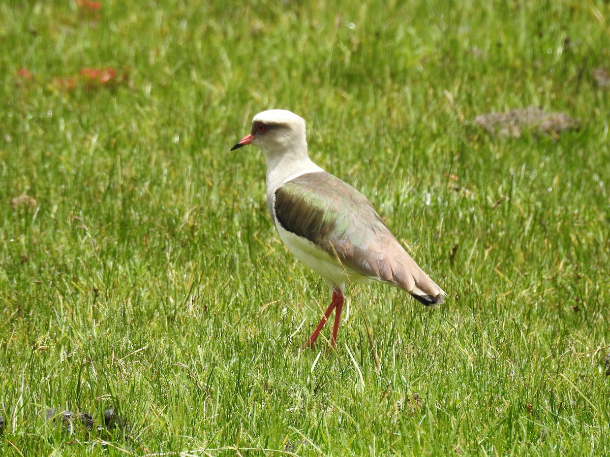 Andean Lapwing - ML226236091