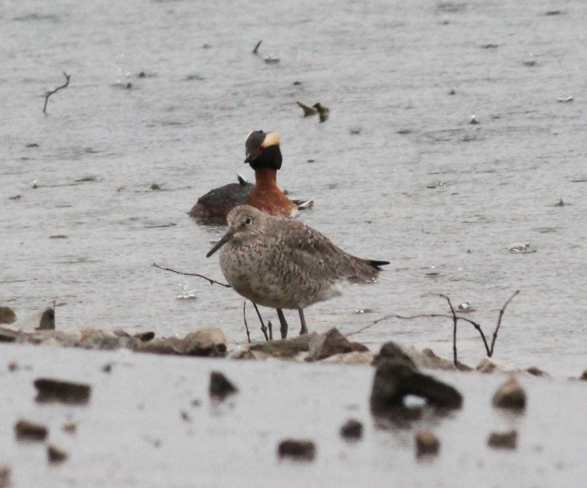 Horned Grebe - ML226236391