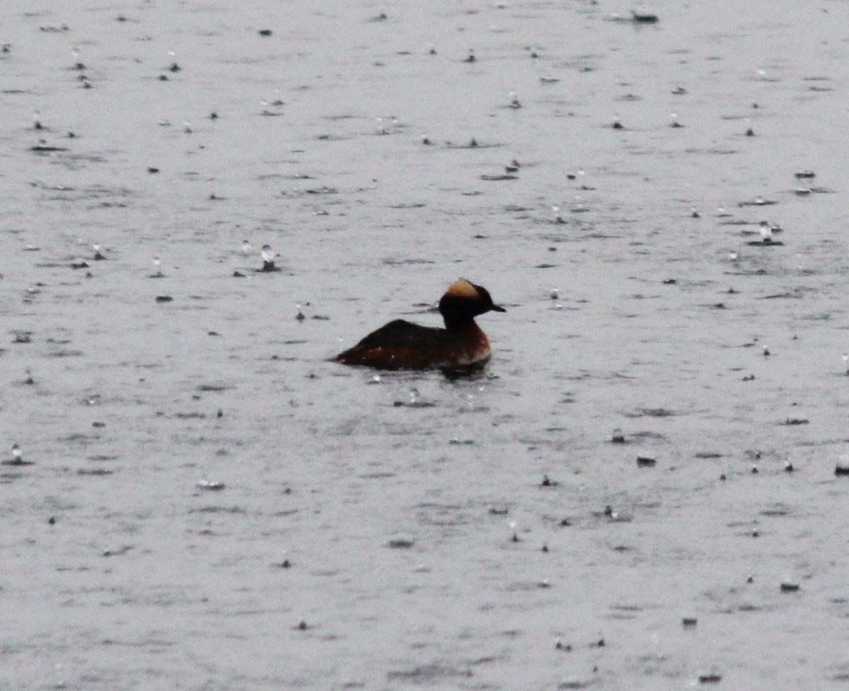 Horned Grebe - ML226236461