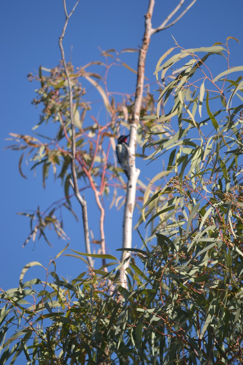 Red-naped Sapsucker - ML22623681