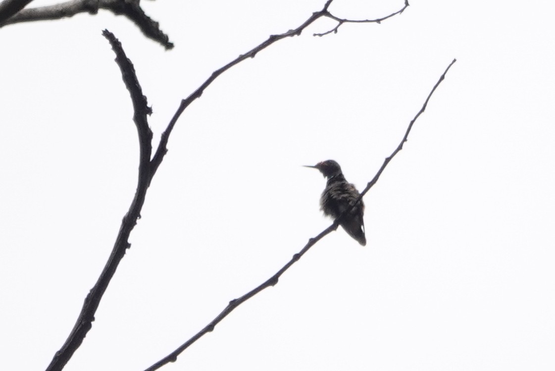 Rufous-crested Coquette - ML226237071