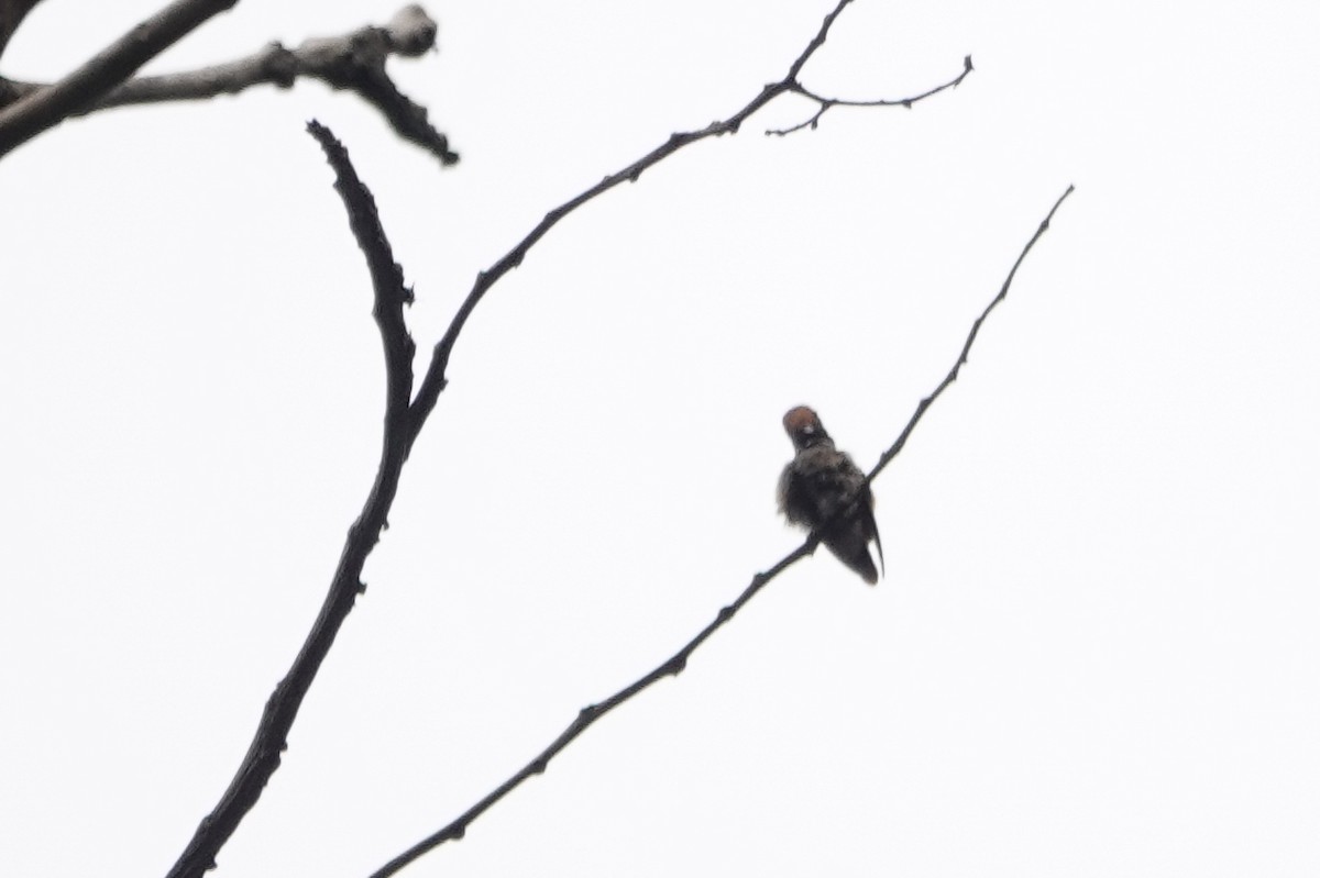 Rufous-crested Coquette - ML226237081