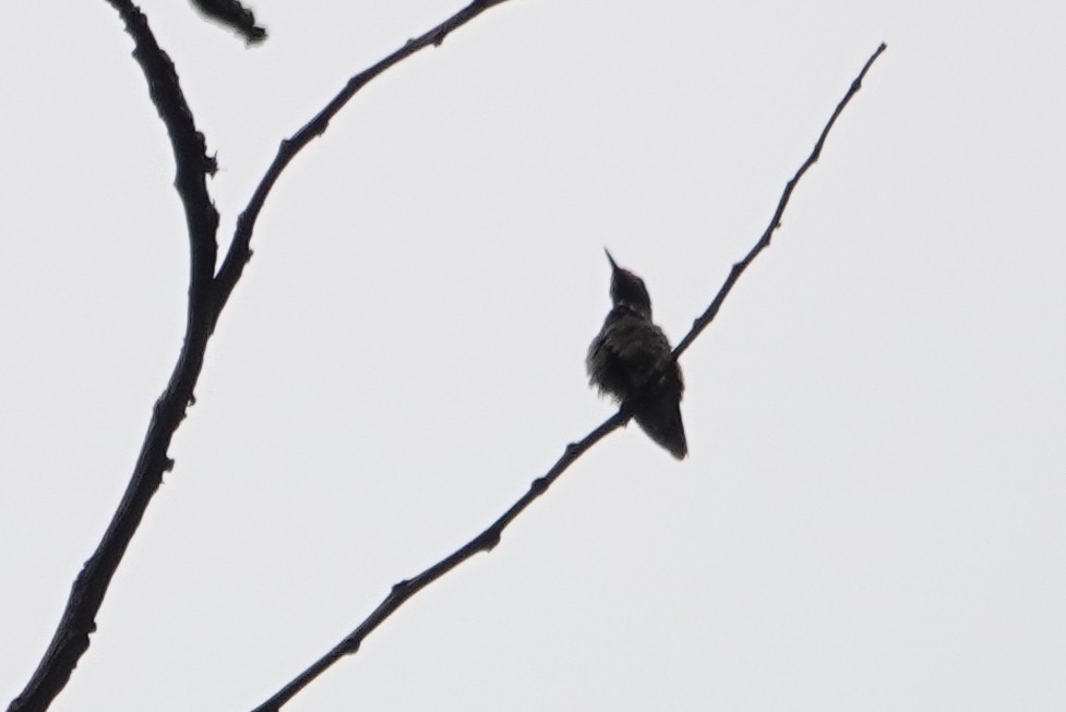 Rufous-crested Coquette - ML226237091