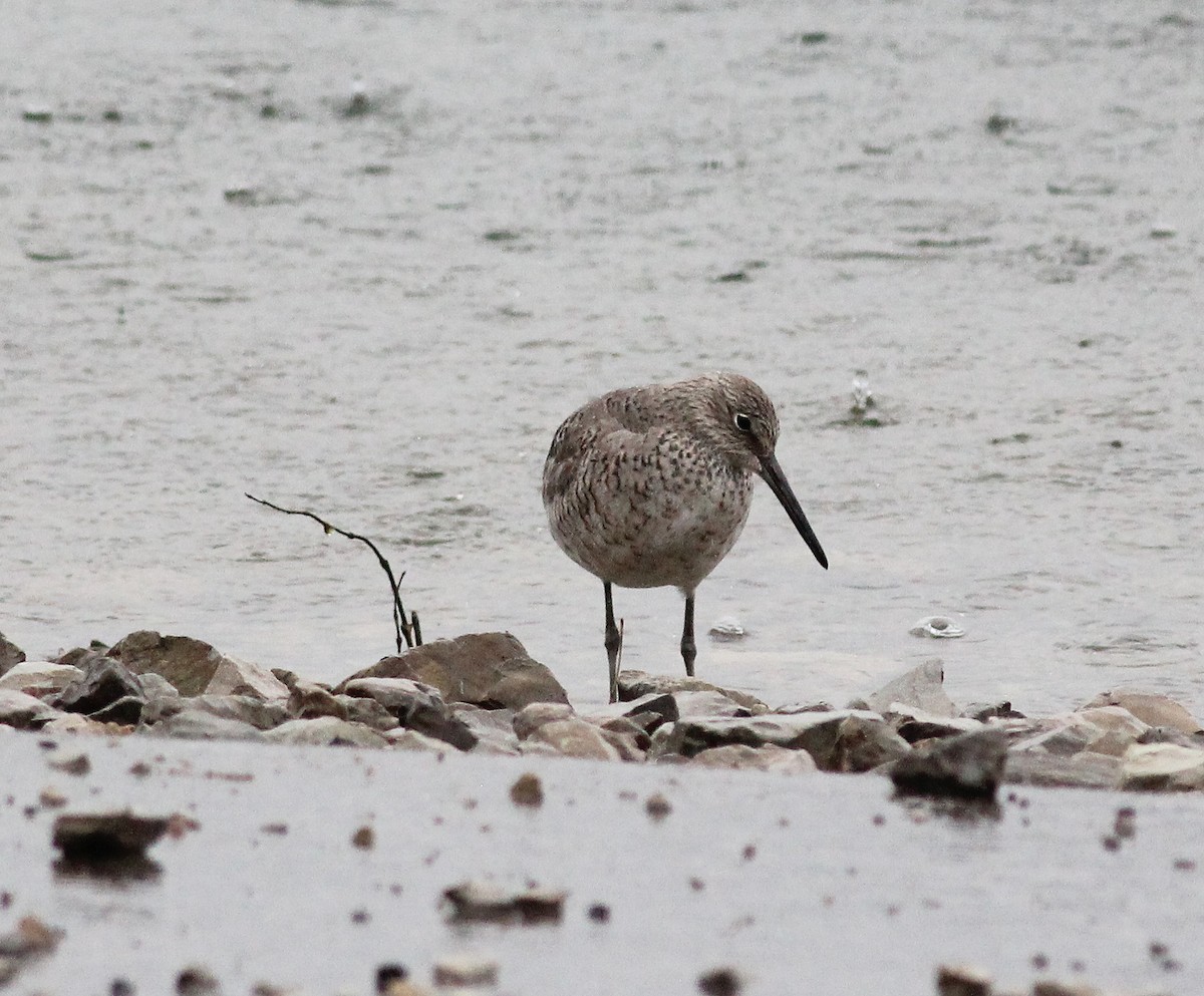 Willet - ML226237211