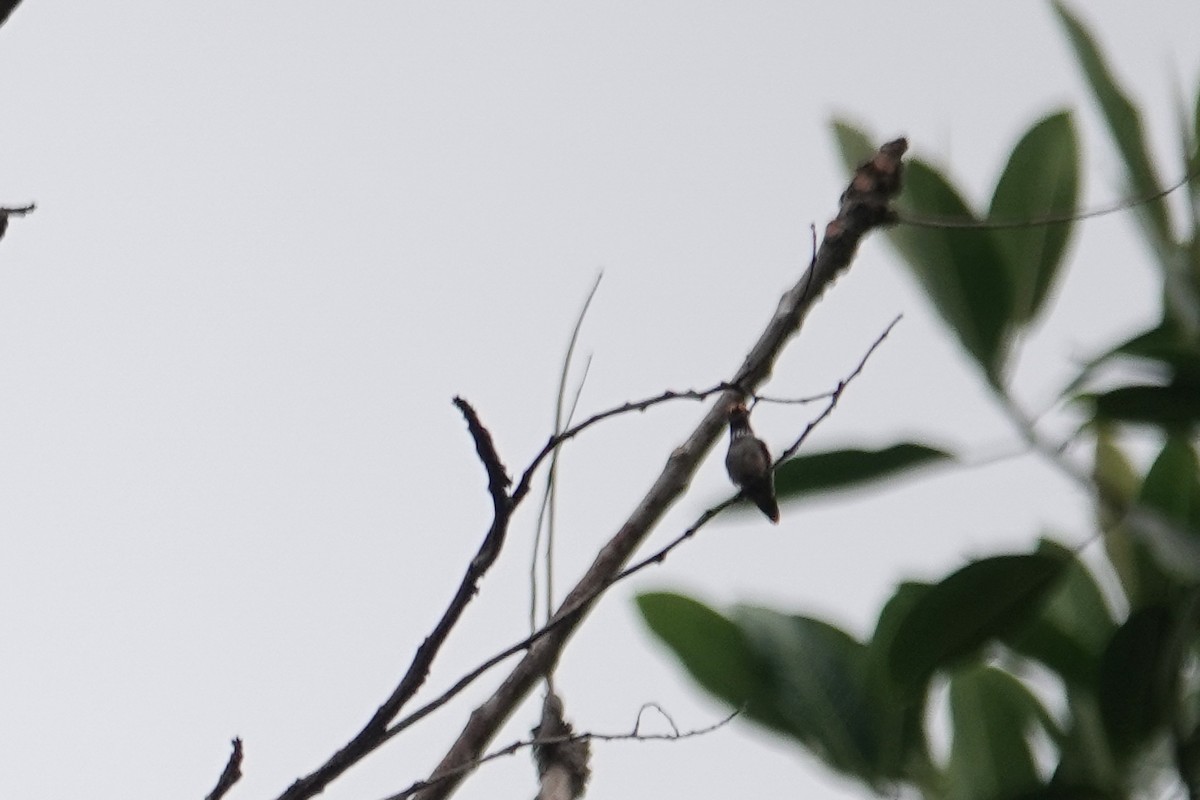 Rufous-crested Coquette - ML226239131