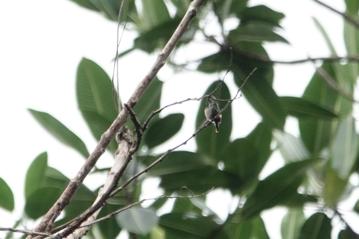 Rufous-crested Coquette - ML226239151