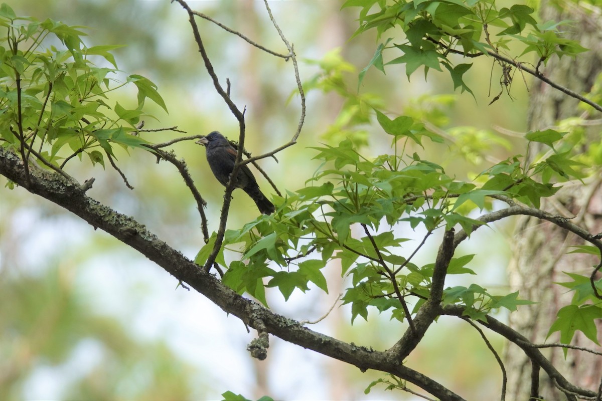 Blue Grosbeak - Amy McLane