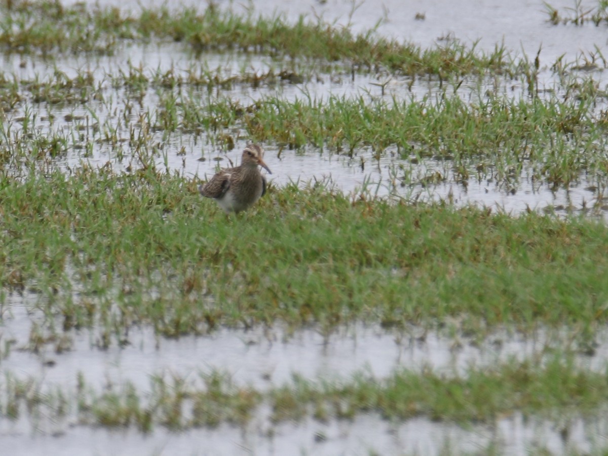 Pectoral Sandpiper - ML226240831