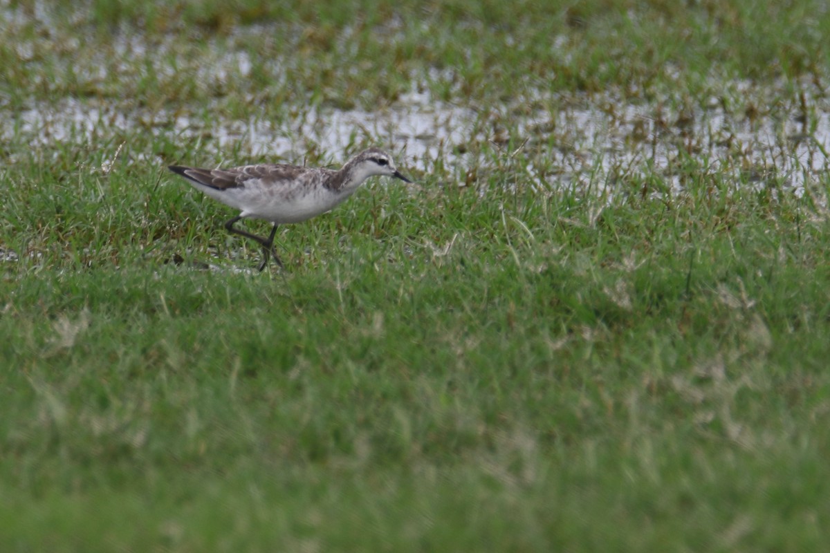Wilson's Phalarope - ML226241001