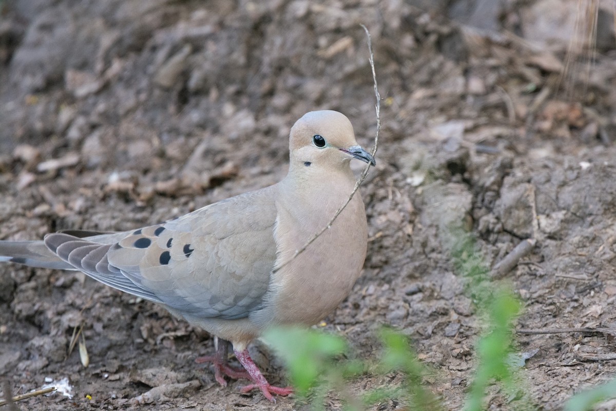 Mourning Dove - ML226242371