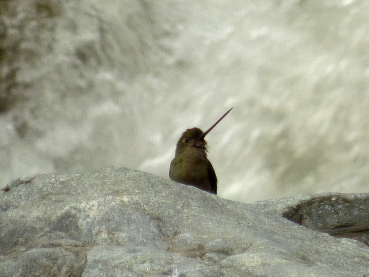 Green-fronted Lancebill - ML226242551