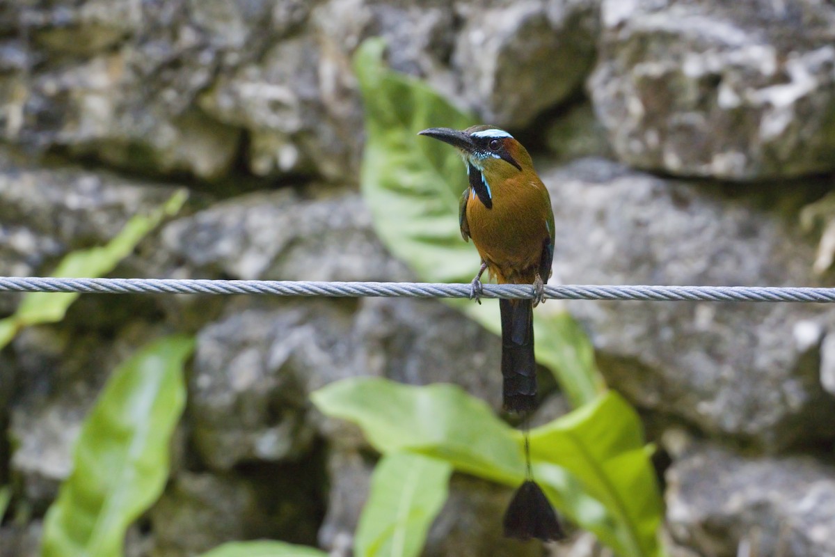 Motmot à sourcils bleus - ML226242731