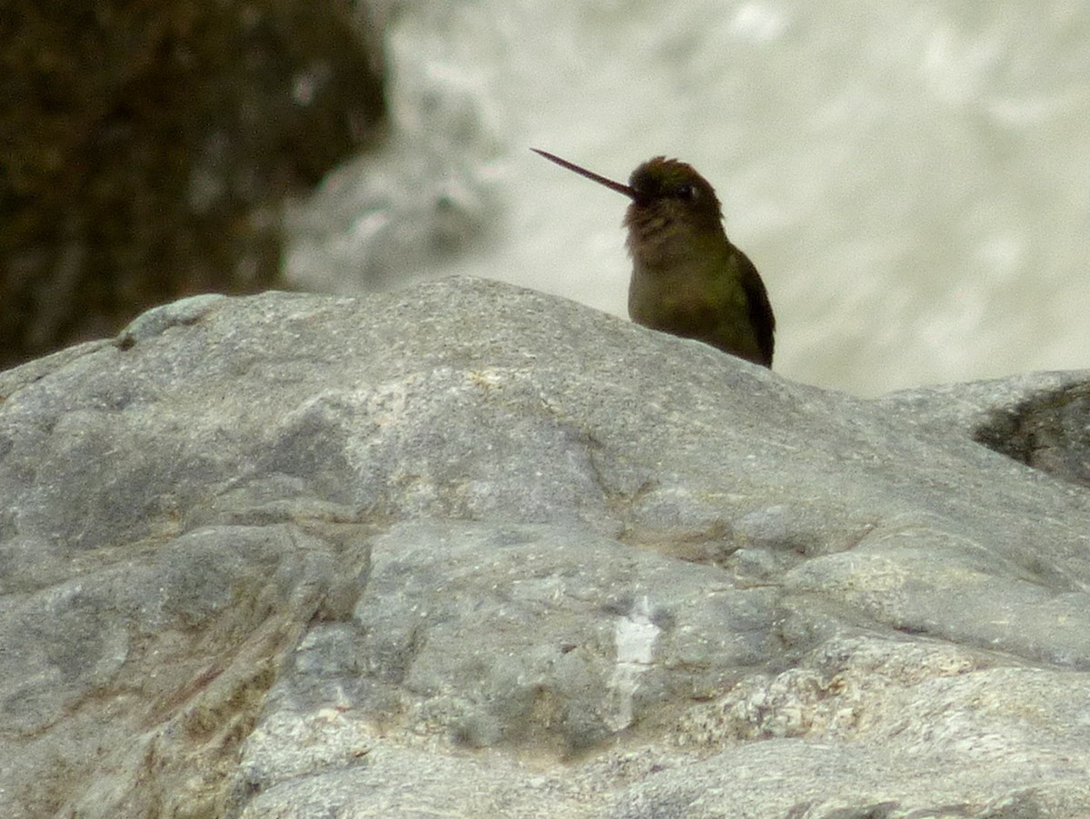 Green-fronted Lancebill - ML226242871