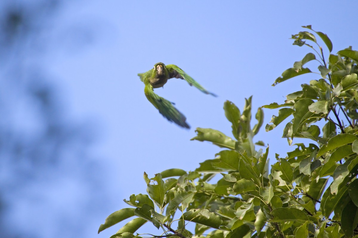 Olive-throated Parakeet (Aztec) - Antonio Rodriguez-Sinovas